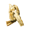 Trachea Whole - Treats Unleashed